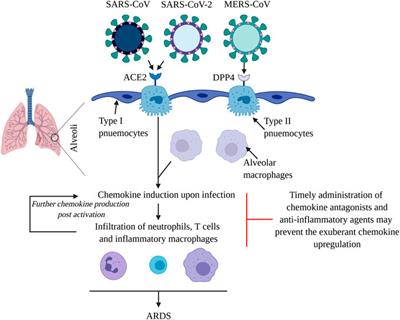 Chemokine Regulation During Epidemic Coronavirus Infection